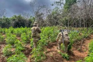 policia-erradica-mais-de-13-mil-pes-de-maconha-em-carnaubeira-da-penha