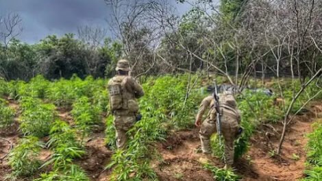 policia-erradica-mais-de-13-mil-pes-de-maconha-em-carnaubeira-da-penha