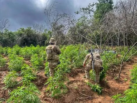 policia-erradica-mais-de-13-mil-pes-de-maconha-em-carnaubeira-da-penha