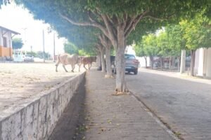 animais-continuam-circulando-livremente-pelas-ruas-de-carnaiba