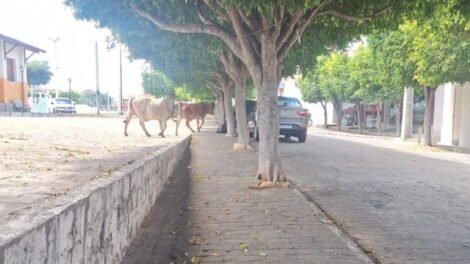animais-continuam-circulando-livremente-pelas-ruas-de-carnaiba