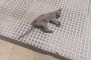 crueldade-sem-fim:-mais-um-animal-e-morto-por-envenenamento-em-afogados-da-ingazeira