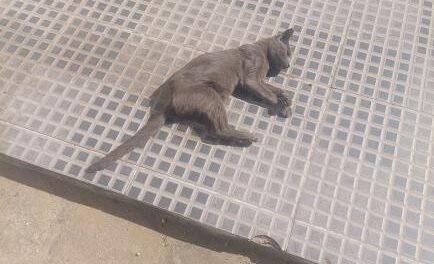 crueldade-sem-fim:-mais-um-animal-e-morto-por-envenenamento-em-afogados-da-ingazeira
