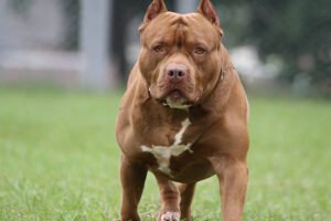 crianca-de-2-anos-morre-apos-ser-atacada-por-pit-bull-da-familia