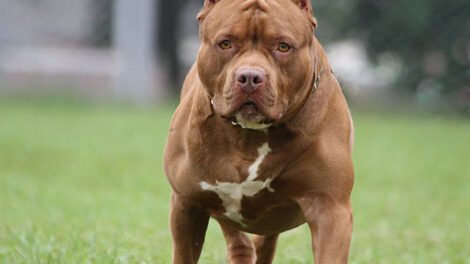 crianca-de-2-anos-morre-apos-ser-atacada-por-pit-bull-da-familia