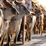 carnaiba:-acude-do-caroa-celebra-mais-uma-edicao-da-festa-dos-carreiros