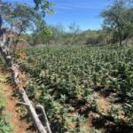 pf-e-pm-erradicam-150-mil-pes-de-maconha-na-zona-rural-de-sertania