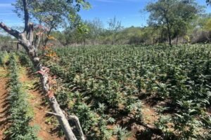 pf-e-pm-erradicam-150-mil-pes-de-maconha-na-zona-rural-de-sertania