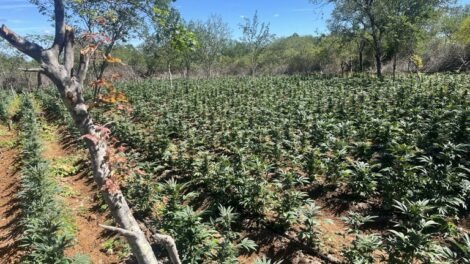 pf-e-pm-erradicam-150-mil-pes-de-maconha-na-zona-rural-de-sertania