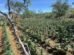 pf-e-pm-erradicam-150-mil-pes-de-maconha-na-zona-rural-de-sertania