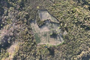 acao-conjunta-erradica-60-mil-pes-de-maconha-entre-pernambuco-e-ceara
