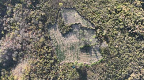 acao-conjunta-erradica-60-mil-pes-de-maconha-entre-pernambuco-e-ceara