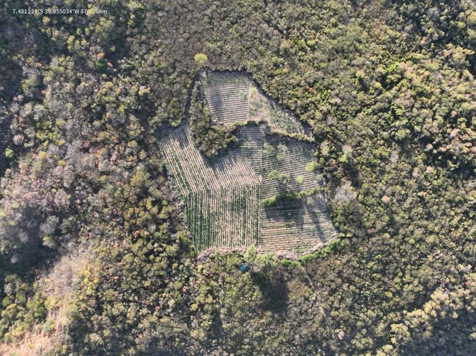 acao-conjunta-erradica-60-mil-pes-de-maconha-entre-pernambuco-e-ceara