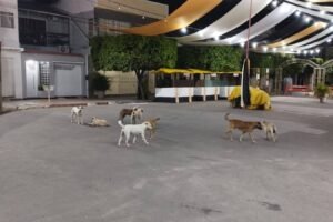 caes-invadem-ruas-de-carnaiba