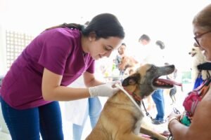 prefeitura-de-serra-talhada-apresenta-balanco-de-acoes-na-area-de-protecao-e-bem-estar-animal