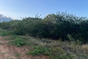 moradores-do-bairro-manoel-valadares-denunciam-terrenos-abandonados-em-afogados-da-ingazeira