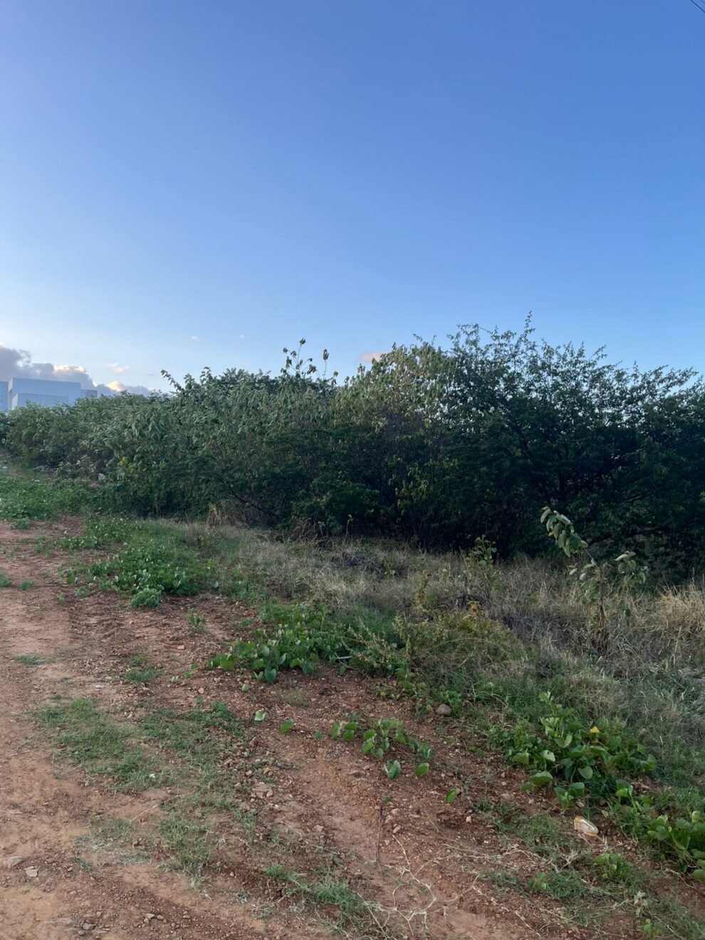 moradores-do-bairro-manoel-valadares-denunciam-terrenos-abandonados-em-afogados-da-ingazeira