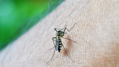 casos-de-dengue-em-pernambuco-caem-mais-de-50%-em-2025,-mas-virus-ainda-preocupa-autoridades
