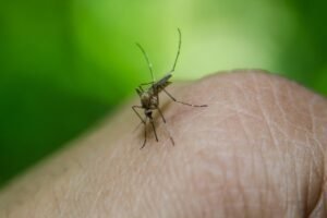 casos-de-dengue-caem-mais-de-50%-em-pernambuco,-mas-21-cidades-seguem-com-alta-incidencia