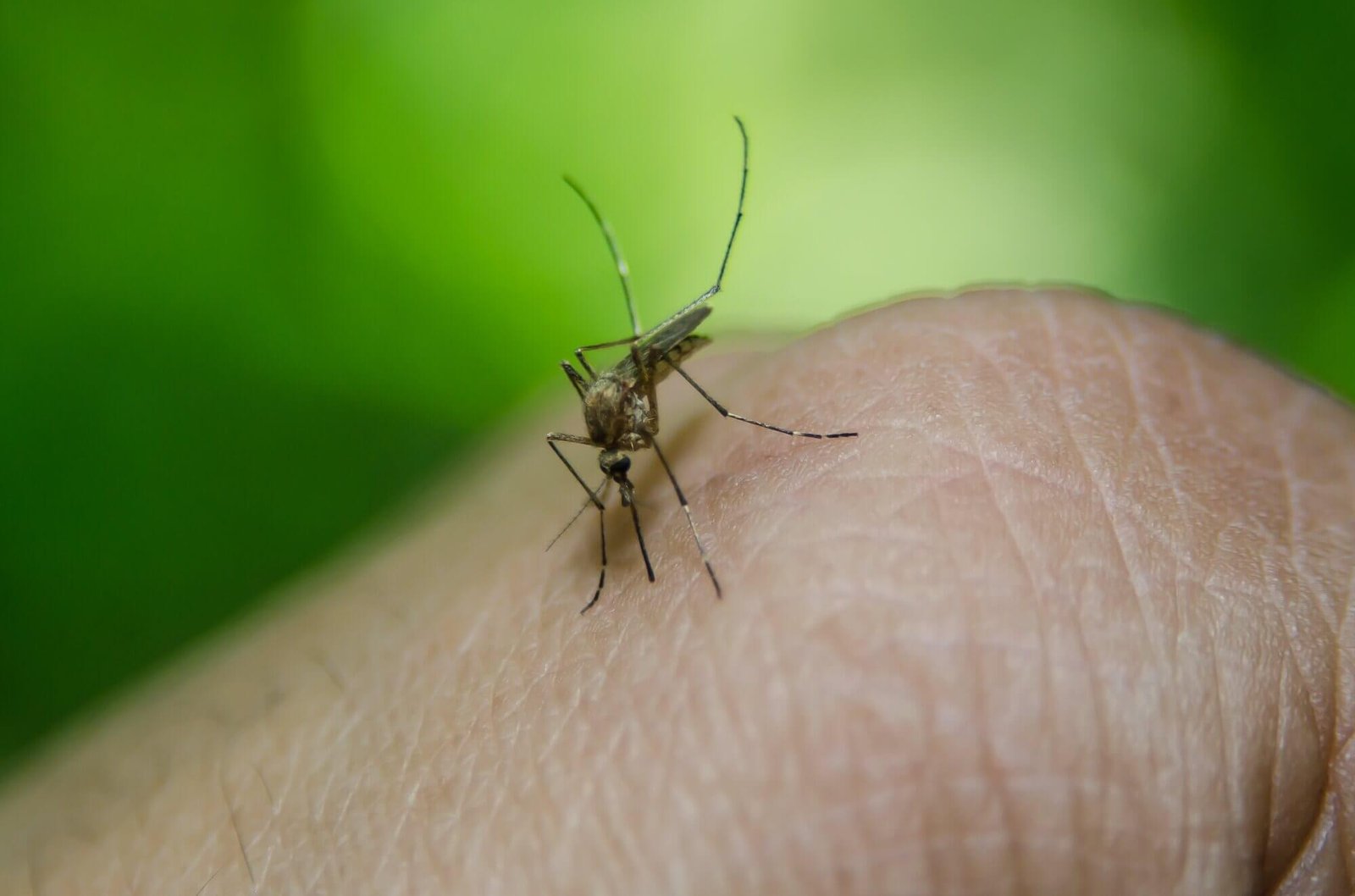 casos-de-dengue-caem-mais-de-50%-em-pernambuco,-mas-21-cidades-seguem-com-alta-incidencia
