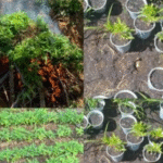 policia-erradica-plantio-de-maconha-e-sementeira-em-cabrobo