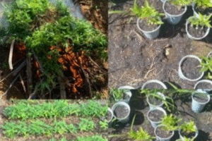 policia-erradica-plantio-de-maconha-e-sementeira-em-cabrobo