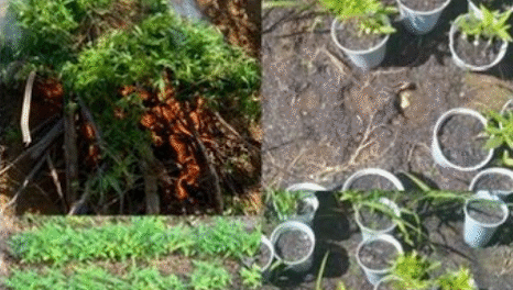 policia-erradica-plantio-de-maconha-e-sementeira-em-cabrobo