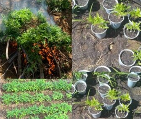 policia-erradica-plantio-de-maconha-e-sementeira-em-cabrobo