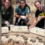 jabutis-sao-resgatados-no-rio-de-janeiro-e-trazidos-para-serra-talhada-pe