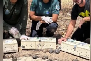 jabutis-sao-resgatados-no-rio-de-janeiro-e-trazidos-para-serra-talhada-pe