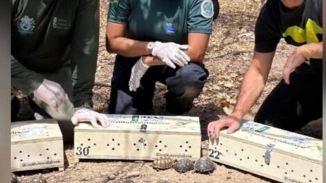 jabutis-sao-resgatados-no-rio-de-janeiro-e-trazidos-para-serra-talhada-pe