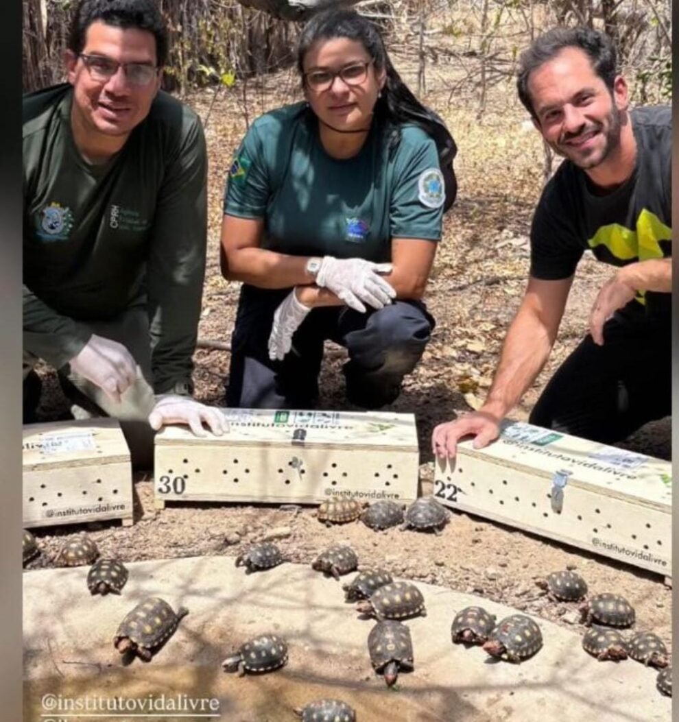 jabutis-sao-resgatados-no-rio-de-janeiro-e-trazidos-para-serra-talhada-pe