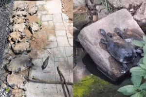 vazamento-de-combustivel-proximo-ao-aeroporto-do-recife-mata-nove-cagados-e-contamina-canal-no-ibura