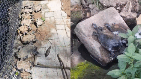 vazamento-de-combustivel-proximo-ao-aeroporto-do-recife-mata-nove-cagados-e-contamina-canal-no-ibura