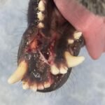 crueldade:-uma-cadela-de-rua-e-agredida-no-bairro-sobreira,-em-afogados-da-ingazeira