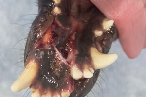 crueldade:-uma-cadela-de-rua-e-agredida-no-bairro-sobreira,-em-afogados-da-ingazeira