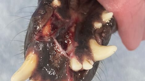 crueldade:-uma-cadela-de-rua-e-agredida-no-bairro-sobreira,-em-afogados-da-ingazeira