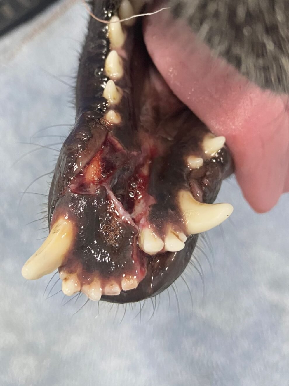 crueldade:-uma-cadela-de-rua-e-agredida-no-bairro-sobreira,-em-afogados-da-ingazeira