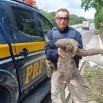 preguica-resgatada-na-br-232-e-devolvida-a-natureza-com-apoio-da-prf