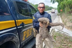 preguica-resgatada-na-br-232-e-devolvida-a-natureza-com-apoio-da-prf