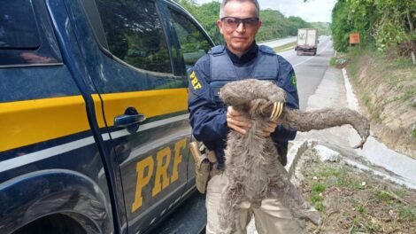 preguica-resgatada-na-br-232-e-devolvida-a-natureza-com-apoio-da-prf