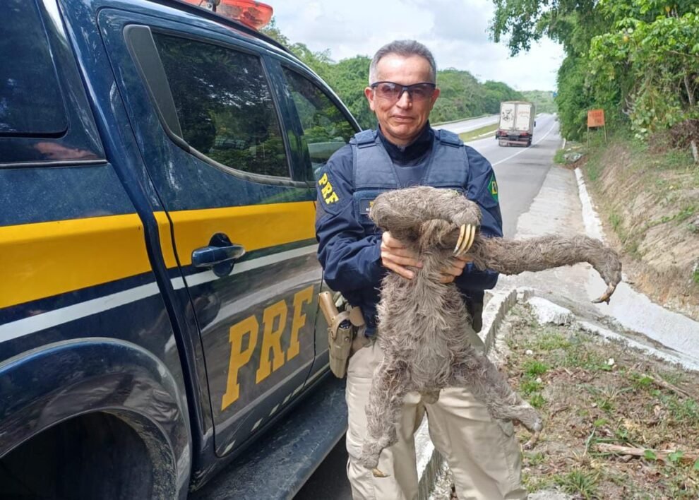 preguica-resgatada-na-br-232-e-devolvida-a-natureza-com-apoio-da-prf