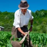 prefeitura-de-tavares-inicia-entrega-dos-boletos-do-garantia-safra-e-sementes-aos-agricultores