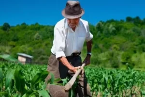 prefeitura-de-tavares-inicia-entrega-dos-boletos-do-garantia-safra-e-sementes-aos-agricultores