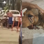 homem-e-preso-em-flagrante-por-maus-tratos-apos-agredir-cachorro-com-facao-no-recife