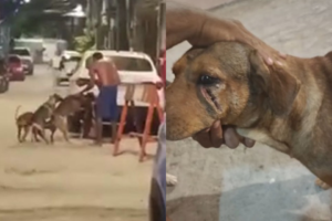 homem-e-preso-em-flagrante-por-maus-tratos-apos-agredir-cachorro-com-facao-no-recife