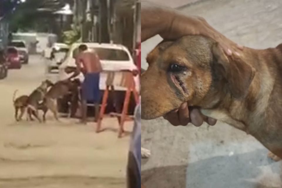 homem-e-preso-em-flagrante-por-maus-tratos-apos-agredir-cachorro-com-facao-no-recife