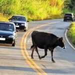 prefeitura-de-flores-alerta-sobre-riscos-e-punicoes-para-animais-soltos-em-vias-publicas