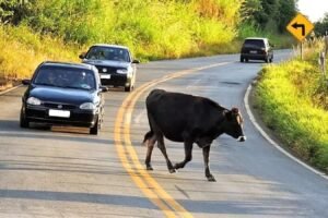 prefeitura-de-flores-alerta-sobre-riscos-e-punicoes-para-animais-soltos-em-vias-publicas