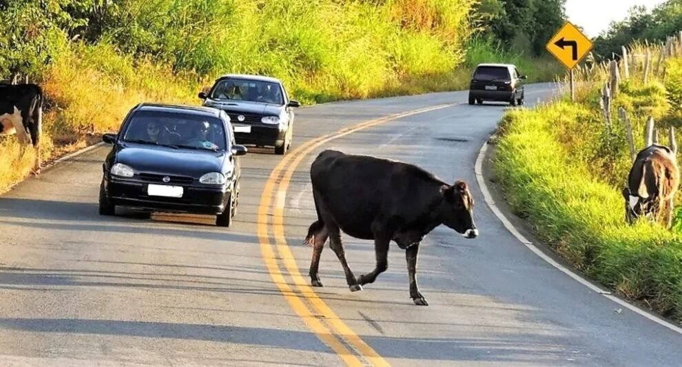 prefeitura-de-flores-alerta-sobre-riscos-e-punicoes-para-animais-soltos-em-vias-publicas